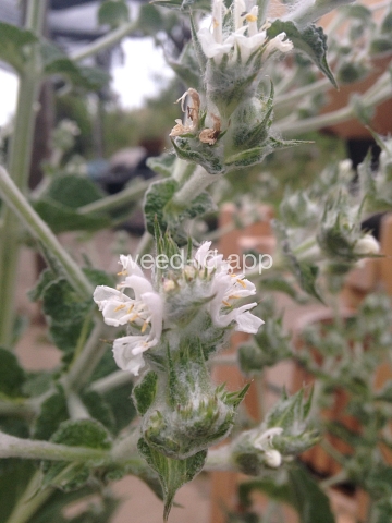 sage, Mediterranean